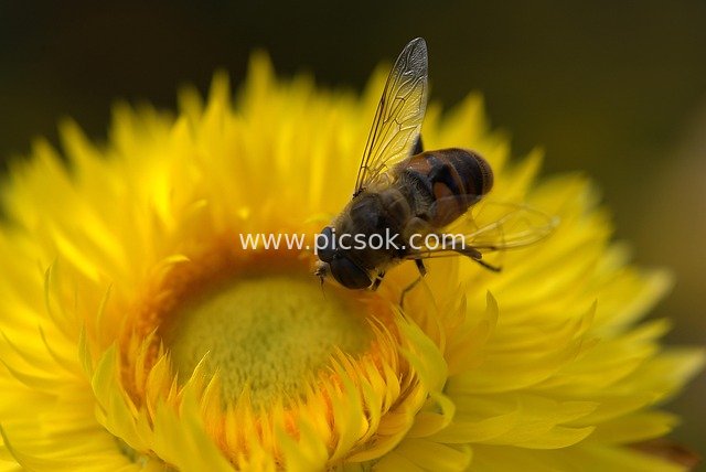 Close-Up of a Bee on a Yellow Flower: A Vivid Moment of Natural Pollination