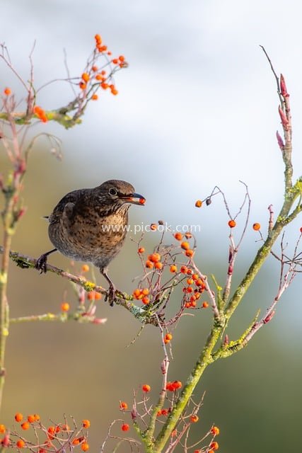 冬季红浆果旁觅食的普通黑鸟 鸟类摄影