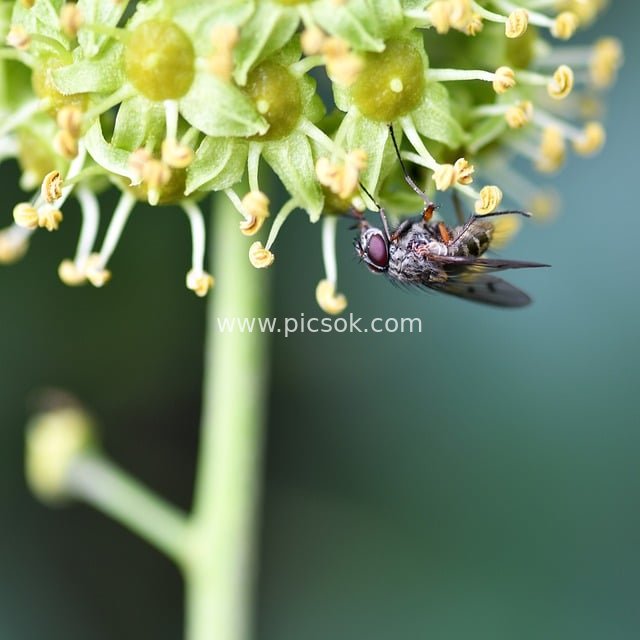 Macro Close-Up: Fly on Green Flower – A Moment of Natural Insect Ecology