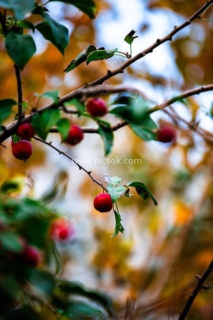 秋日枝头红果 斑斓秋叶衬阳光
