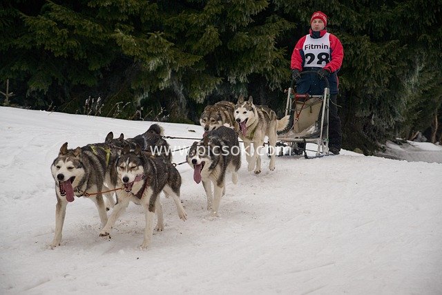 Winter Sled Dog Race: Husky Team Speeds Across the Snow