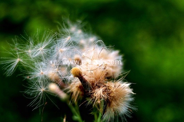 蓟花种子特写 自然清新毛茸茸植物素材