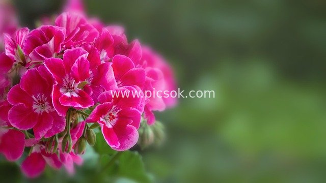 Blooming Pink Geraniums - Fresh Natural Floral Background Image