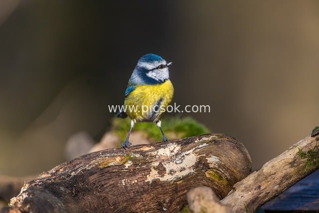 蓝山雀栖息苔藓枯木 自然鸟类摄影素材