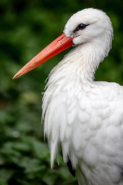 White Stork Close-up: The Natural Beauty of Pure White Feathers and Bright Orange-Red Long Beak