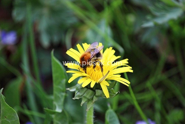 Spring Bees Gathering Nectar on Yellow Dandelions: A Scene of Natural Pollination and Vitality