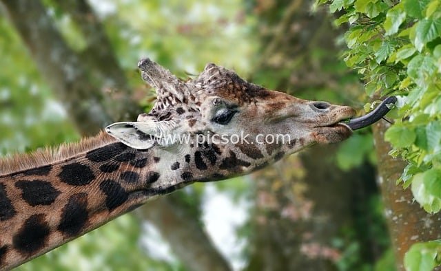 Natural Moment of a Giraffe Feeding on Leaves with Its Long Tongue