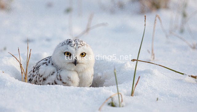 雪地雪鸮幼鸟 冬日野生动物摄影素材