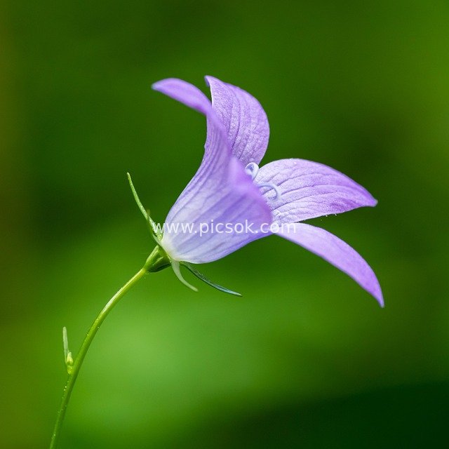 Close-up of Purple Canterbury Bells – Fresh Natural Flower Photography