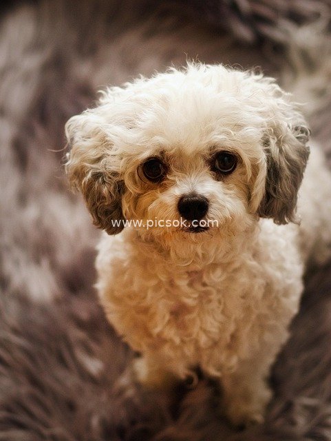 Adorable White Curly-Haired Puppy | Cute Pet Dog Material