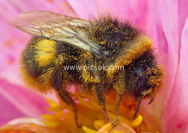 bumblebee, insect, bee, macro, flower, garden, pollen