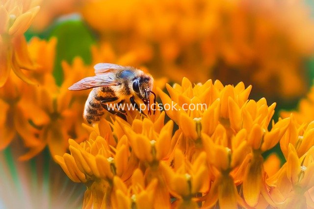 橙色马利筋花上的蜜蜂特写 夏日自然昆虫之美