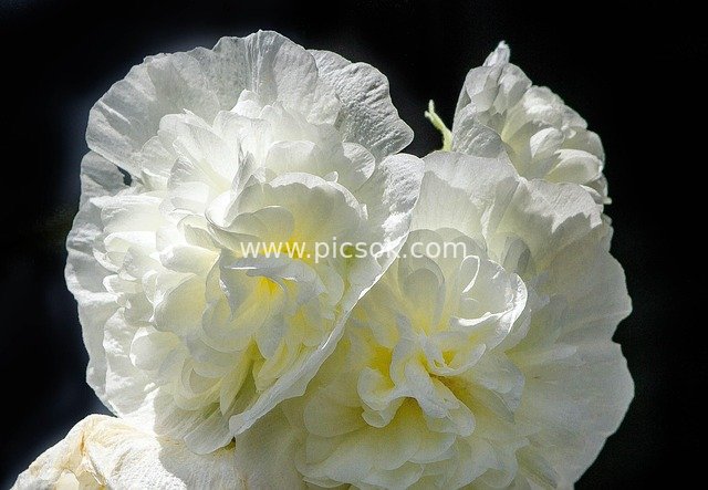 Close-up of Blooming Double Hollyhocks – White Double Ornamental Flowers