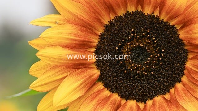 橙黄渐变向日葵特写 高清自然花卉壁纸