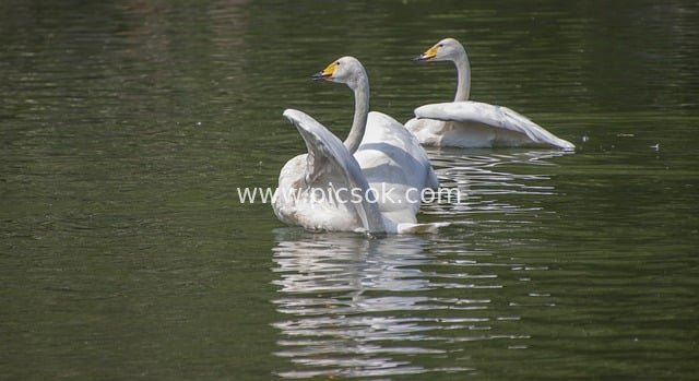 夏日湖面上两只白天鹅优雅游弋场景