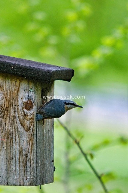 欧亚鳾栖息木制鸟屋 春日自然生态画面