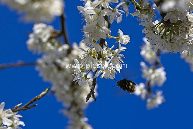 Plum Blossoms Blooming Under Blue Sky: Bees Pollinating and Collecting Nectar in Spring