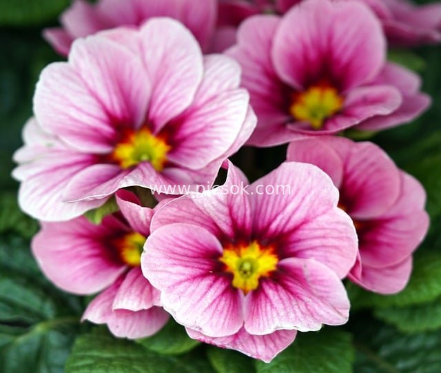 春日粉嫩报春花 自然绽放的美丽花卉