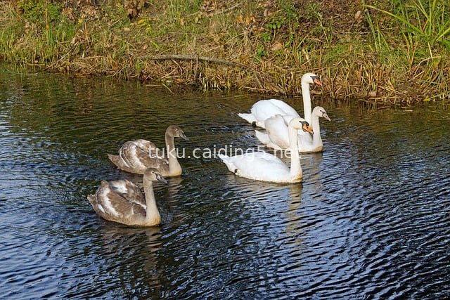 疣鼻天鹅群游弋水面 自然水禽之美