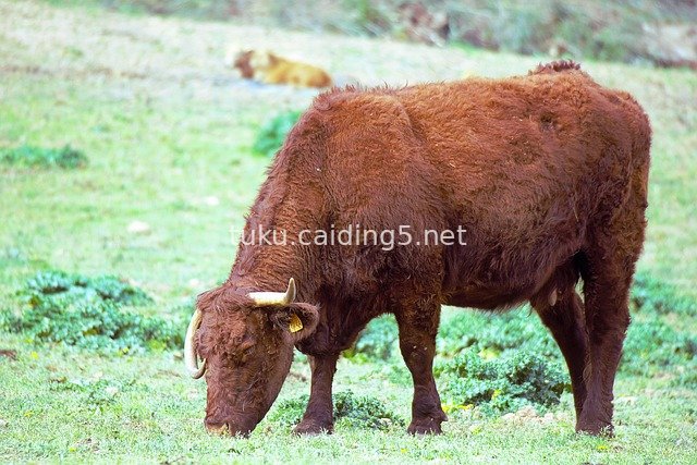 Red-Brown Cow Grazing on Grassland in a Pastoral Ranch Scene