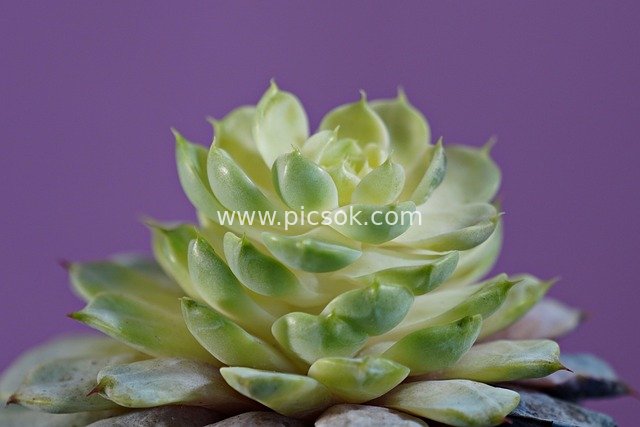 清新绿色多肉植物特写 自然生长houseplant