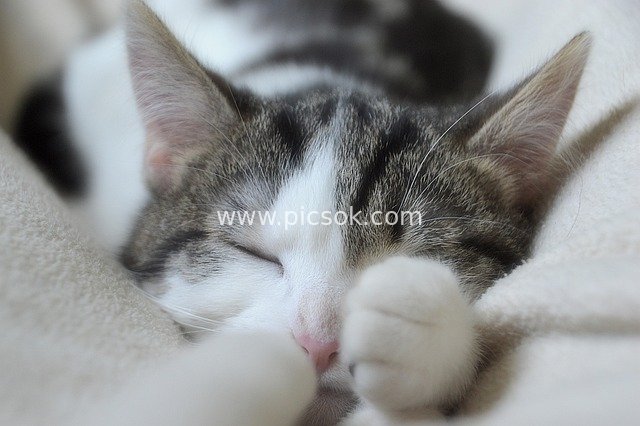 Adorable Cat Sound Asleep: Soft Fluffy Fur, Charming Cute Demeanor, Warm & Healing