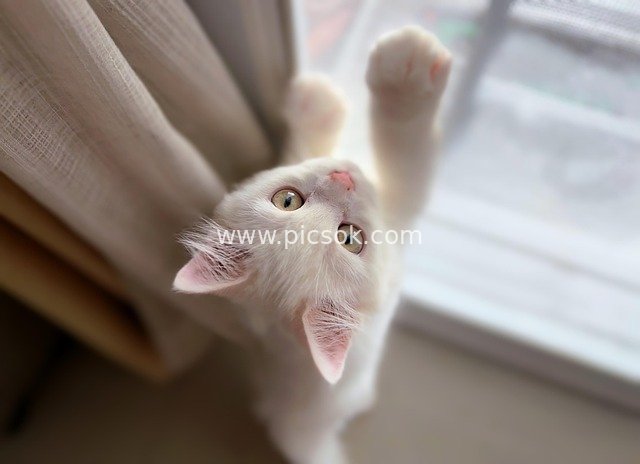 Adorable White Kitten Looking Up - Close-Up of a Cute Pet Cat