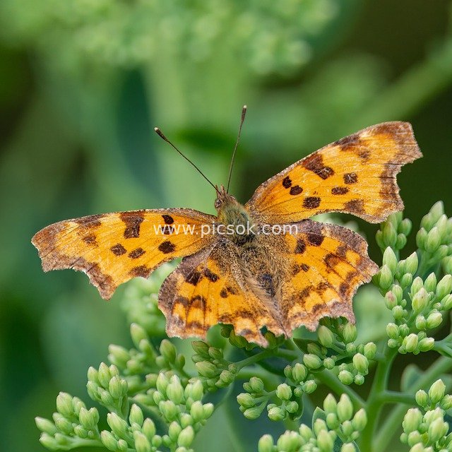 butterfly, insect, wings, flowers, pollination, petals, bloom, wildlife, nature, eco system, biotope, close up, entomology, flora, clover