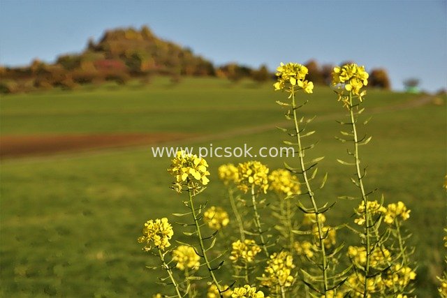 Idyllic Rural Scenery with Blooming Rapeseed Flowers on the Outskirts of Tuttlingen, Germany
