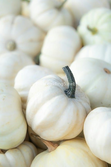 秋季丰收白色迷你南瓜堆 新鲜健康蔬菜素材