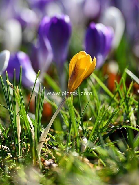 Close-up of a Spring Garden: Yellow Crocuses and Purple Flower Clusters