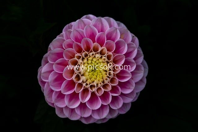 Close-up of Pink-Purple Dahlia - Fresh Natural Flower Wallpaper