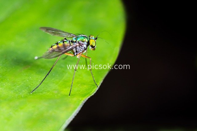 微距镜头下的长脚蝇 翠绿叶片上的昆虫特写