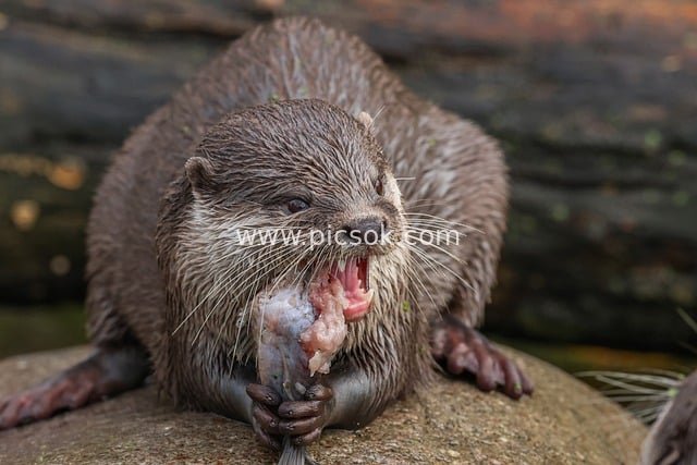 水獭进食特写：自然环境中的灵动野生动物