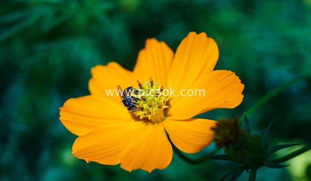 橙黄色硫华菊 小昆虫采蜜花园特写