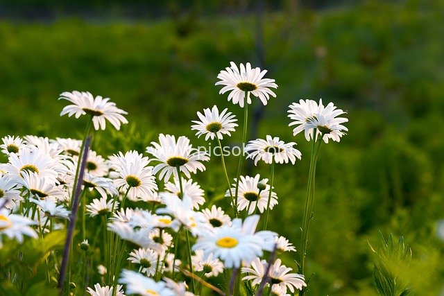 Summer Daisy Field & Fresh Green Background Stock Image