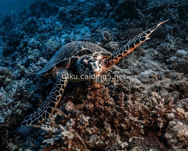 红海埃及水下玳瑁海龟与珊瑚礁生态