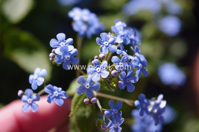 Close-Up of Blooming Blue Forget-Me-Nots in Spring