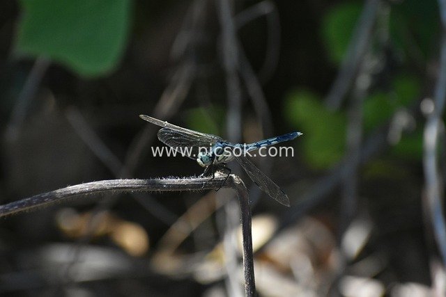 Natural Ecological Close-Up of a Blue-Bellied Dragonfly Perched on Forest Twigs