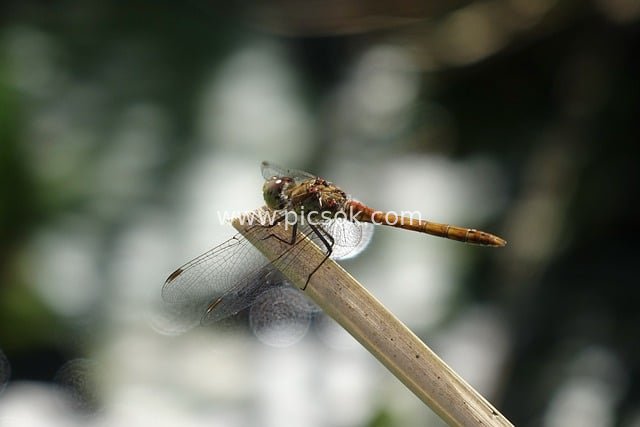 Close-Up of a Dragonfly Perched on a Reed Stem | Insect Ecological Photography Material