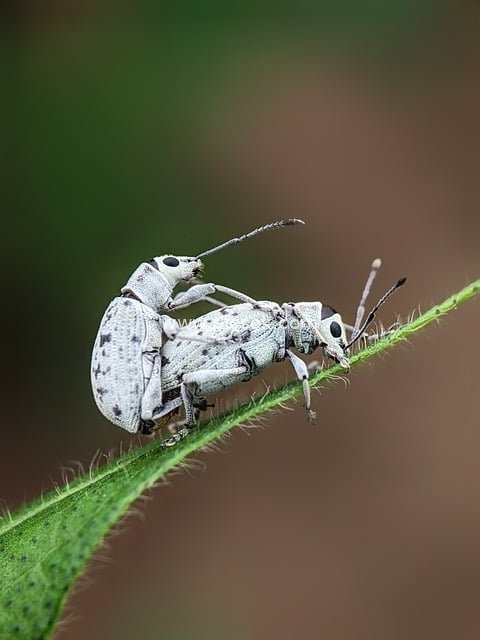 微距特写：绿叶上浅色象鼻虫交配瞬间