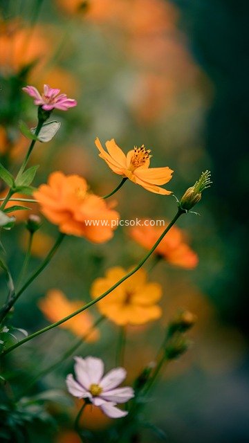 波斯菊盛开 橙粉白花朵花园自然特写