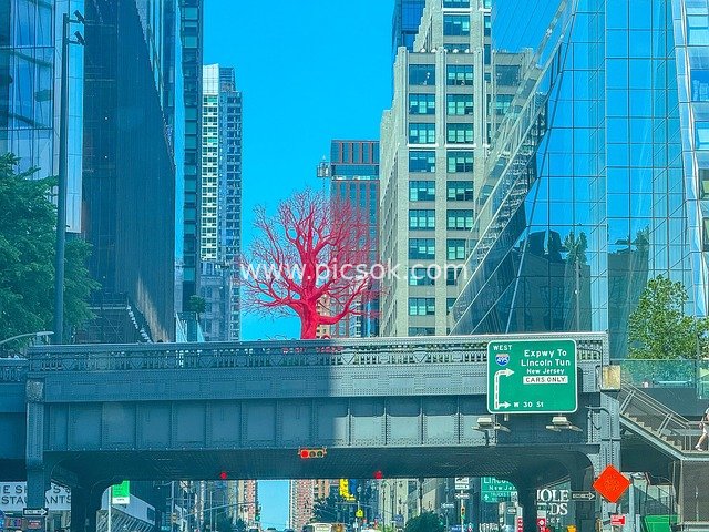 纽约曼哈顿红色艺术树与城市桥梁摩天楼