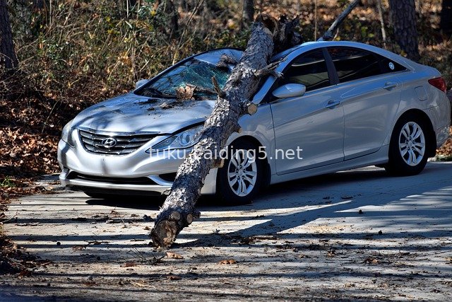 银现代轿车遭断树砸中 意外事故现场