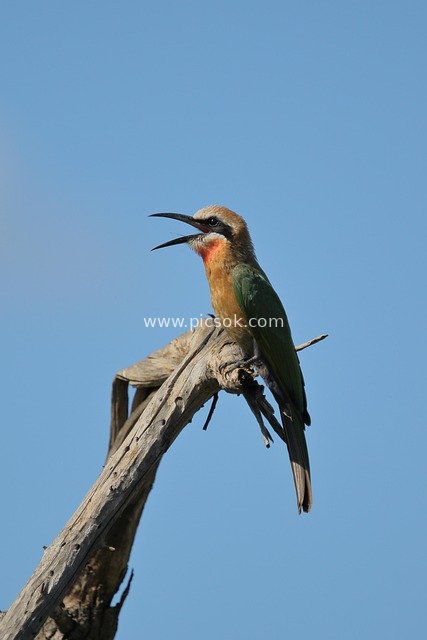 White-fronted Bee-eater Perched on a Dead Branch – Wildlife Bird Photography Material Against Blue Sky