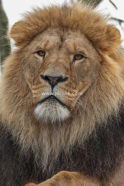 霸气雄狮特写 野生大型猫科掠食者