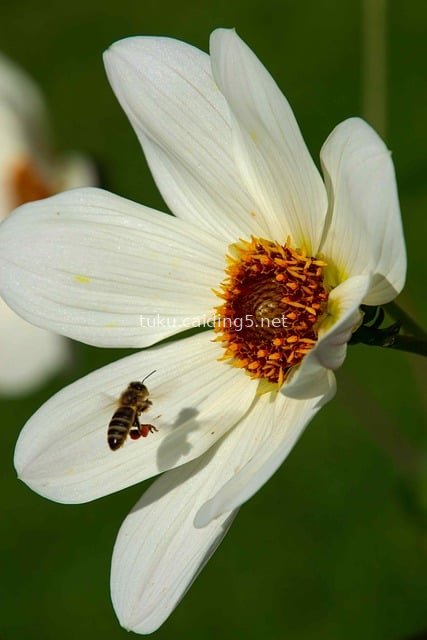 蜜蜂授粉白色大丽花 秋日花园自然之美