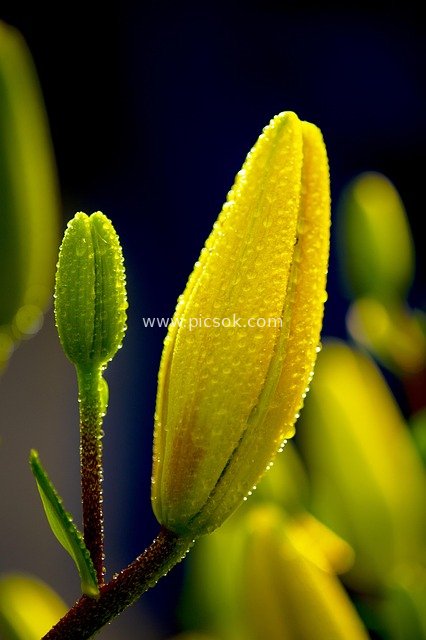 Yellow Flower Buds with Dew Drops - Close-up of Fresh Natural Plants