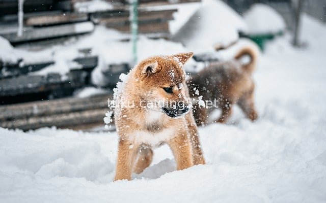 可爱柴犬幼犬雪中嬉戏的温馨画面