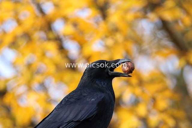 黑乌鸦叼坚果 秋日黄叶背景的野生动感瞬间